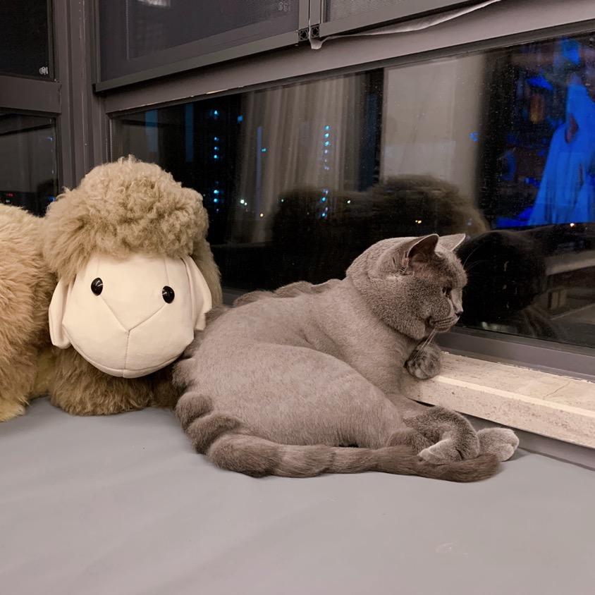 萌萌的🐱猫小贱