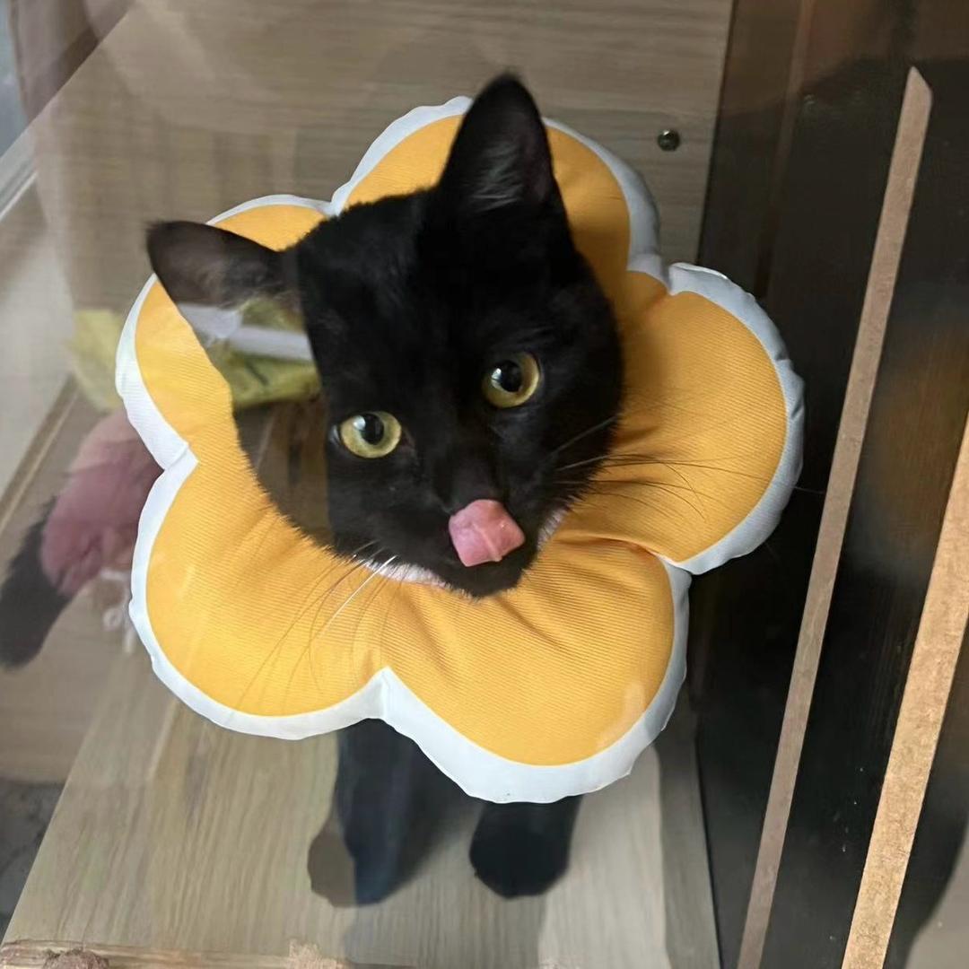 梧桐