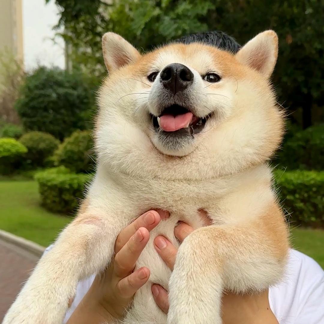 肥柴小八