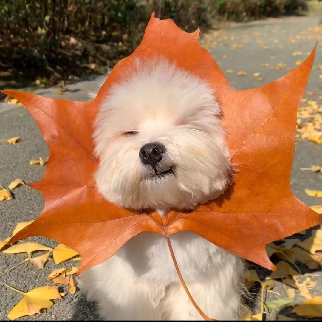 旺仔小裤头.🌶️