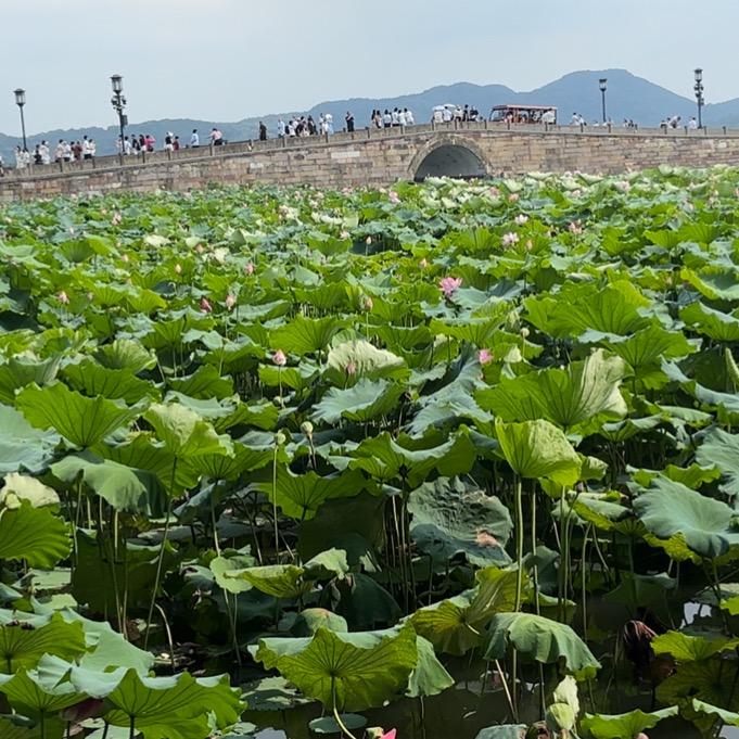 西湖随拍
