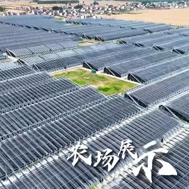 姐妹俩负债千万建大棚