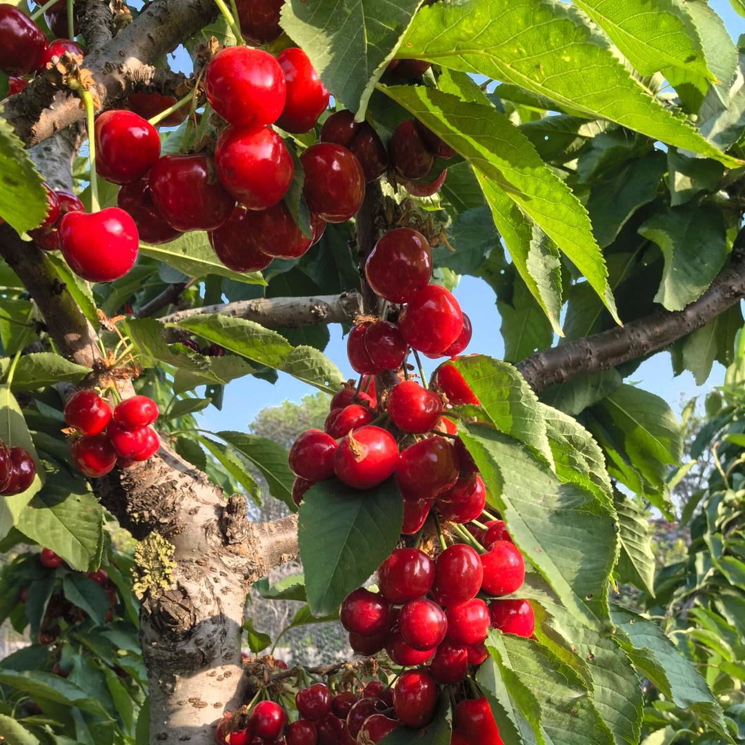 十里樱桃🍒采摘园