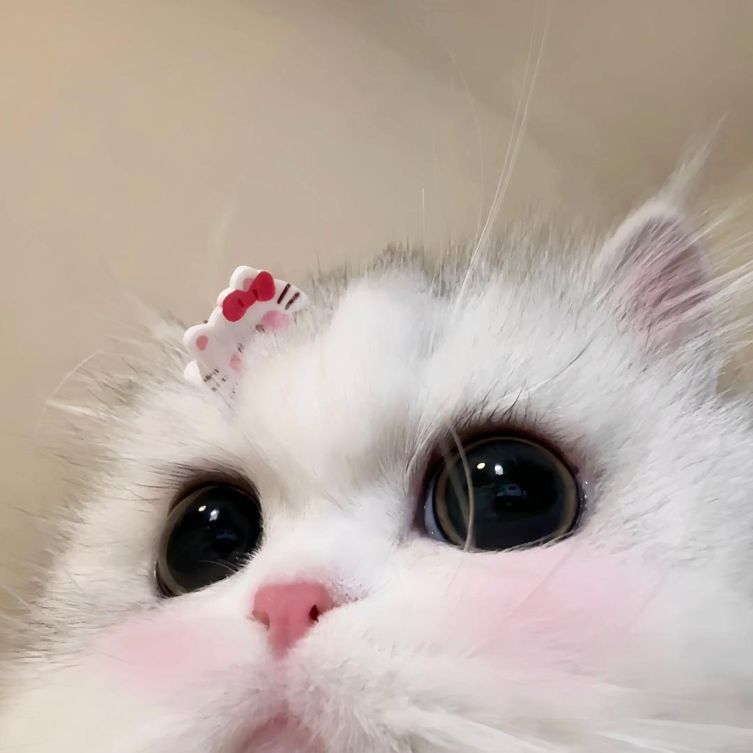 别吃了肥(见过千玺版）