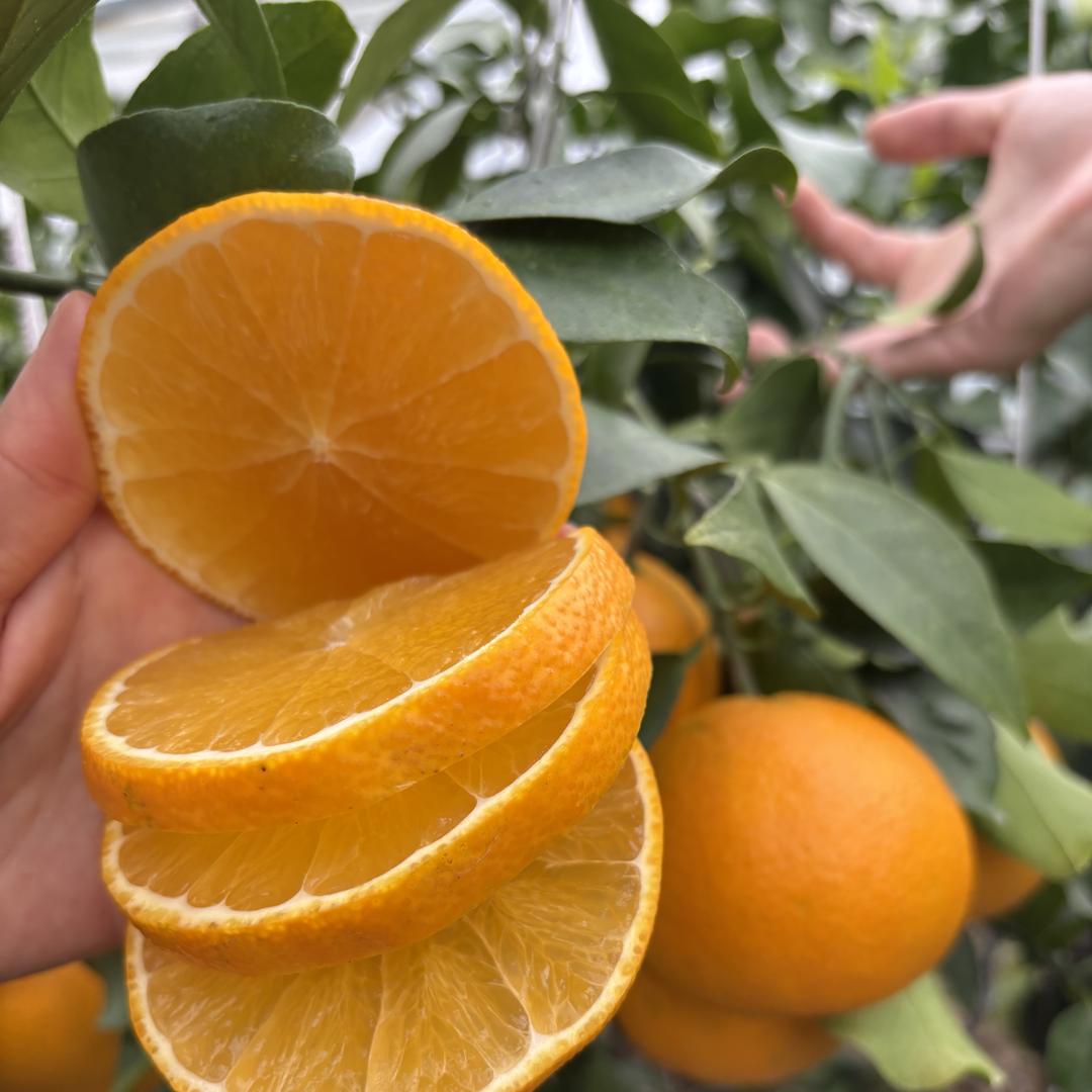 宁波象山臻品红美人