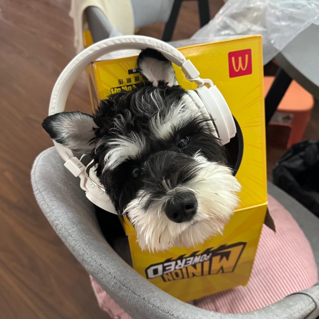 张bingo的胖小姨