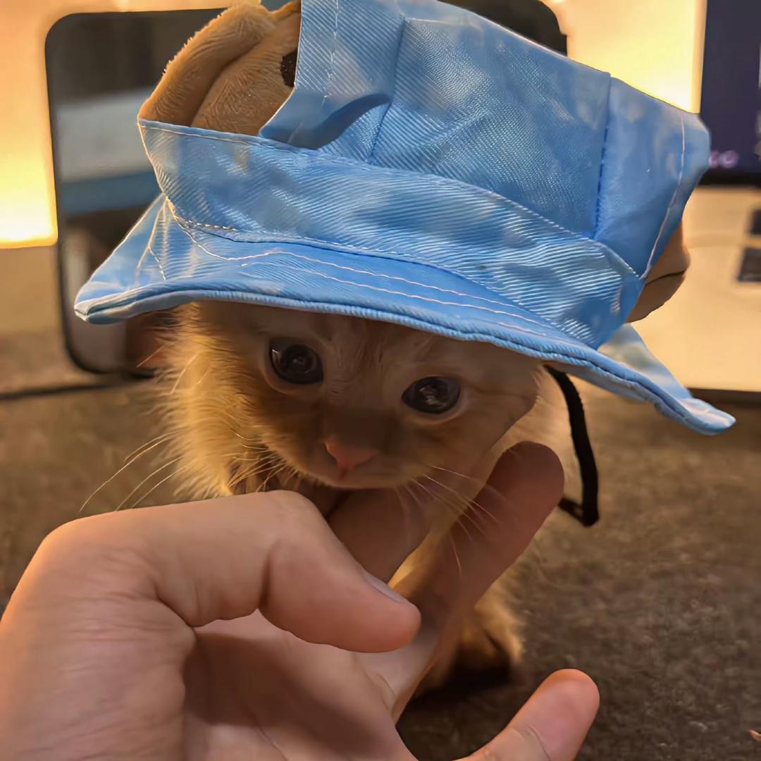 夏夏控🦐