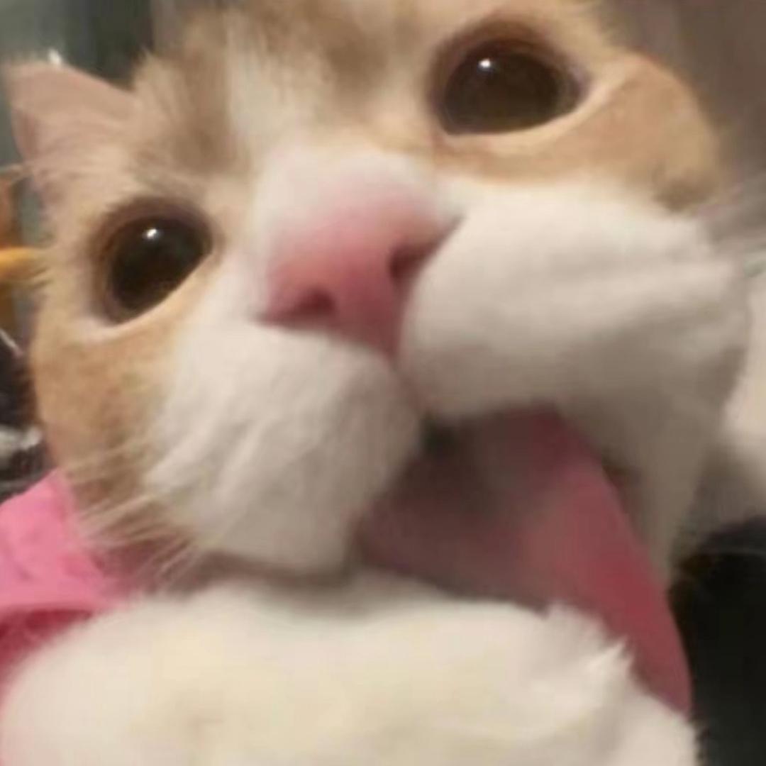 蛋卷喵