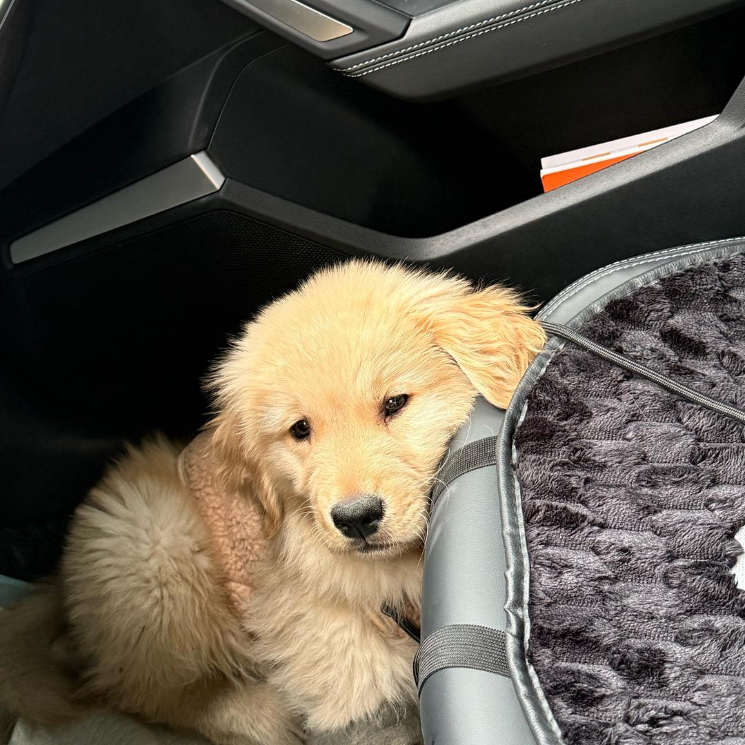 大福的幸福生活