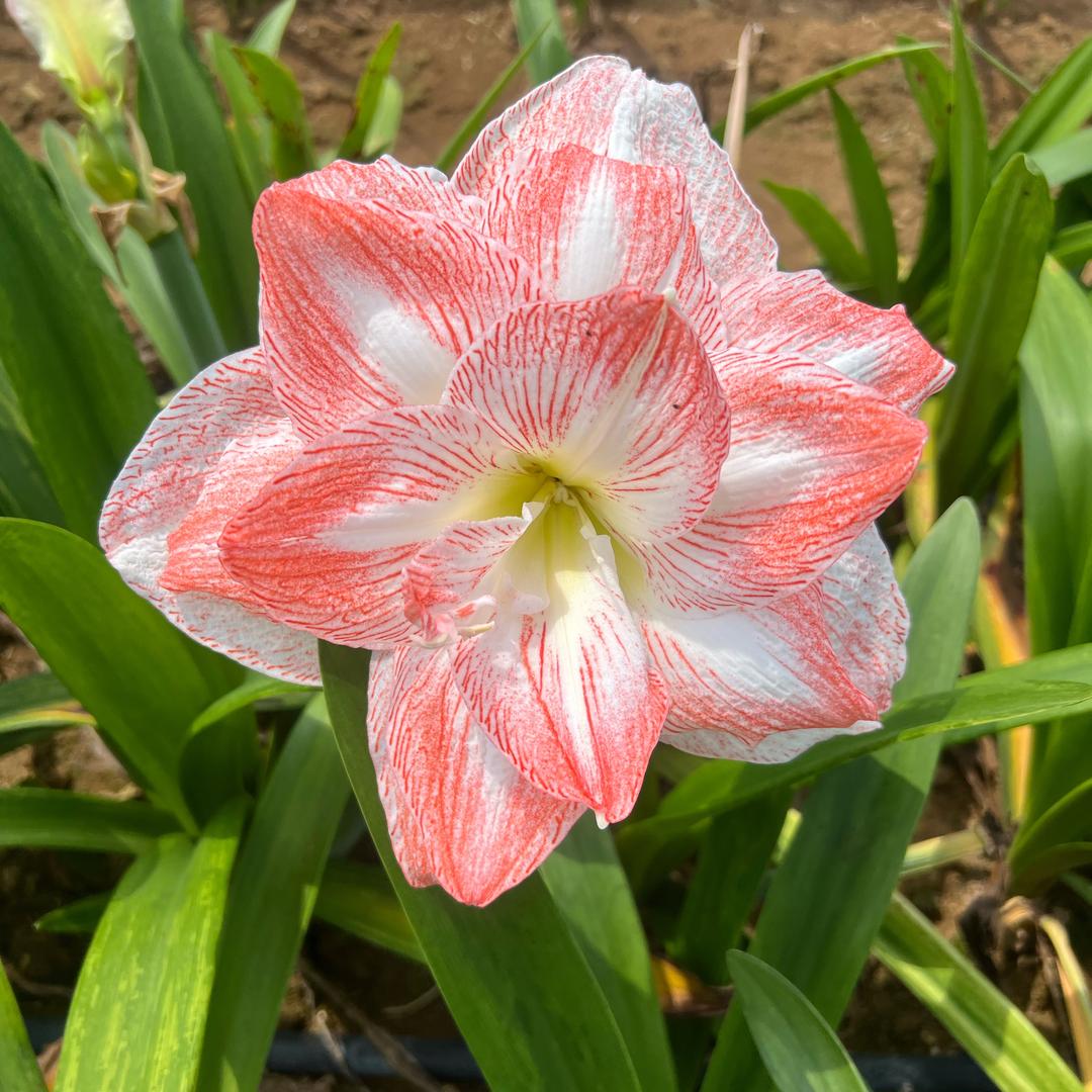 逸植朱顶红基地