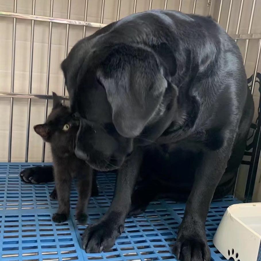 🐈‍⬛可可可乐🐕‍🦺（ 努力涨粉）