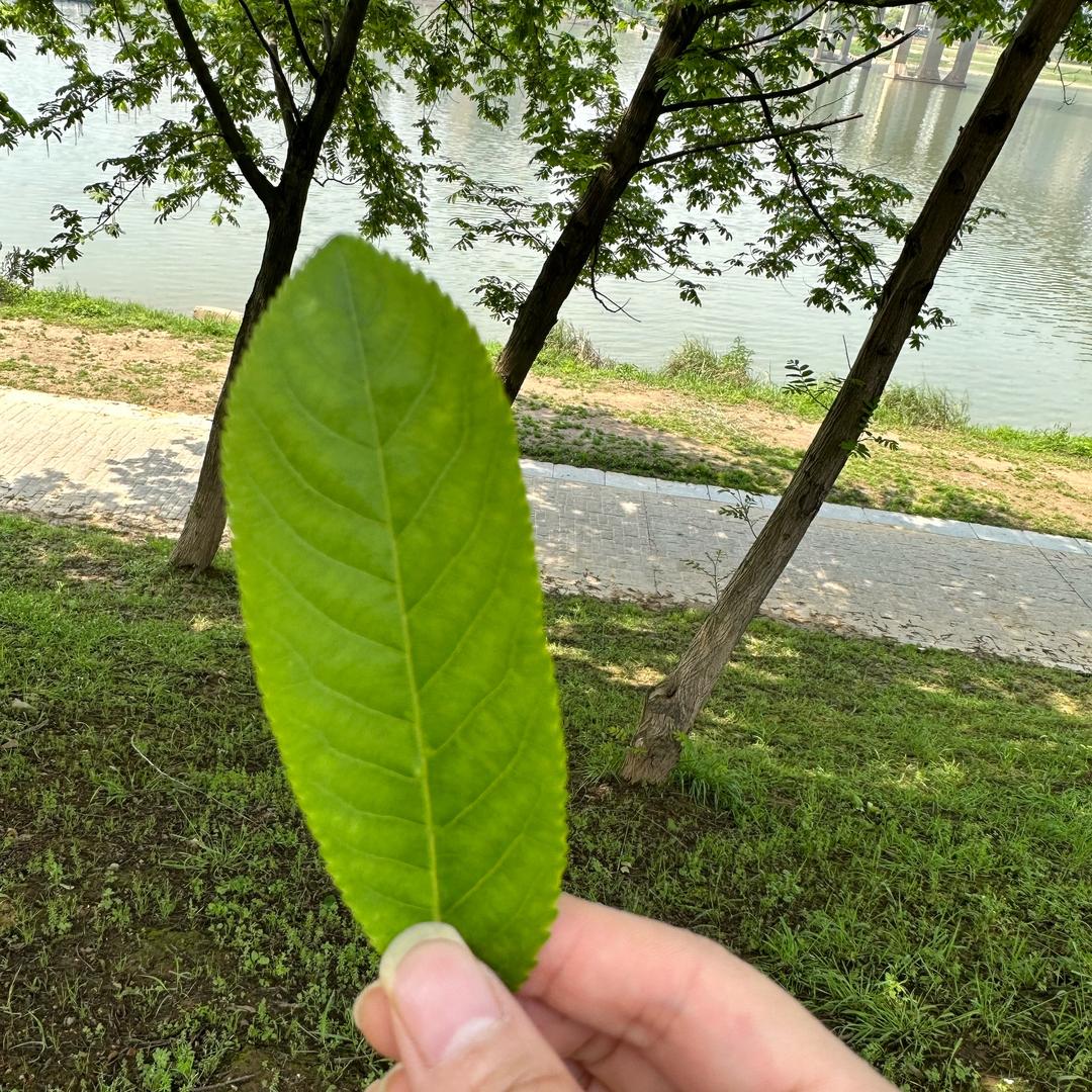 明天的明天