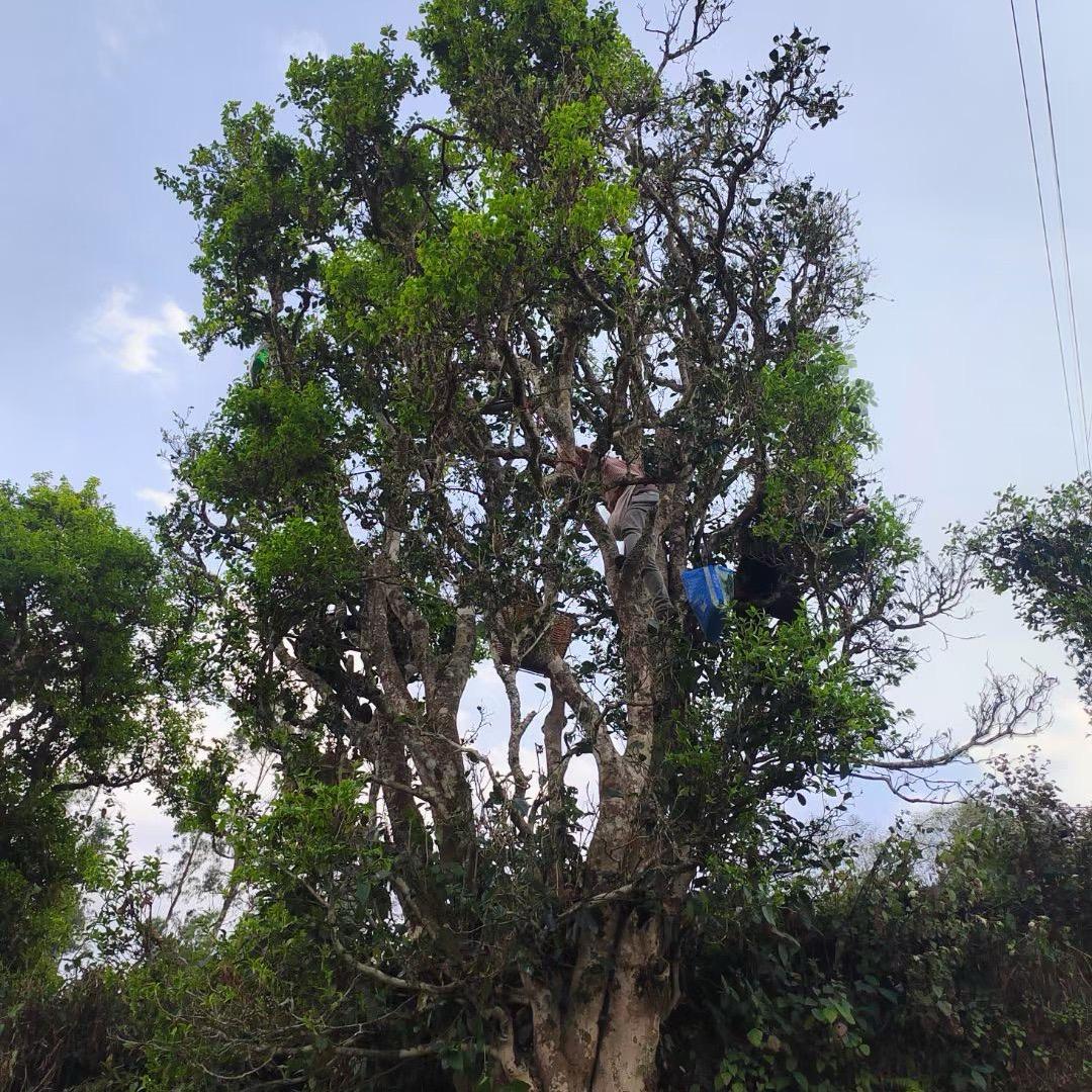 滇西茶叶（小璐）