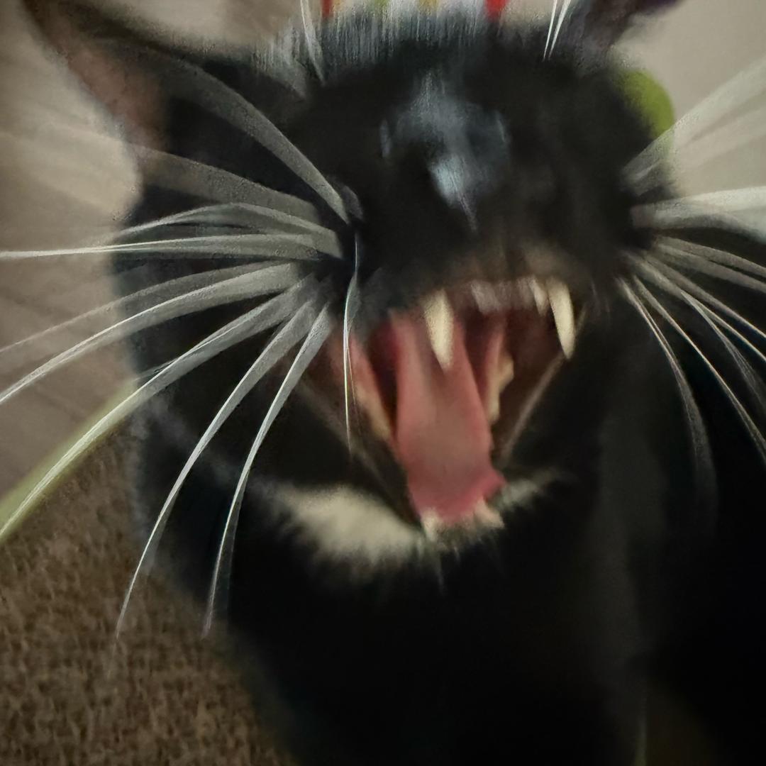 小宝的恶龙咆哮