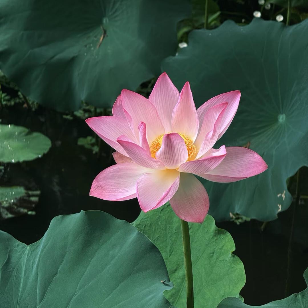 花开富贵.