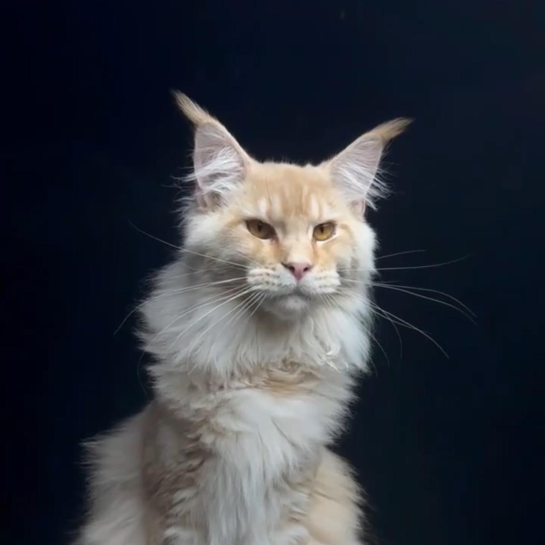 猫咪大叔(缅因猫)