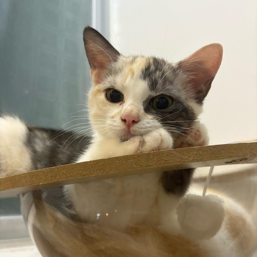 咪咪😸