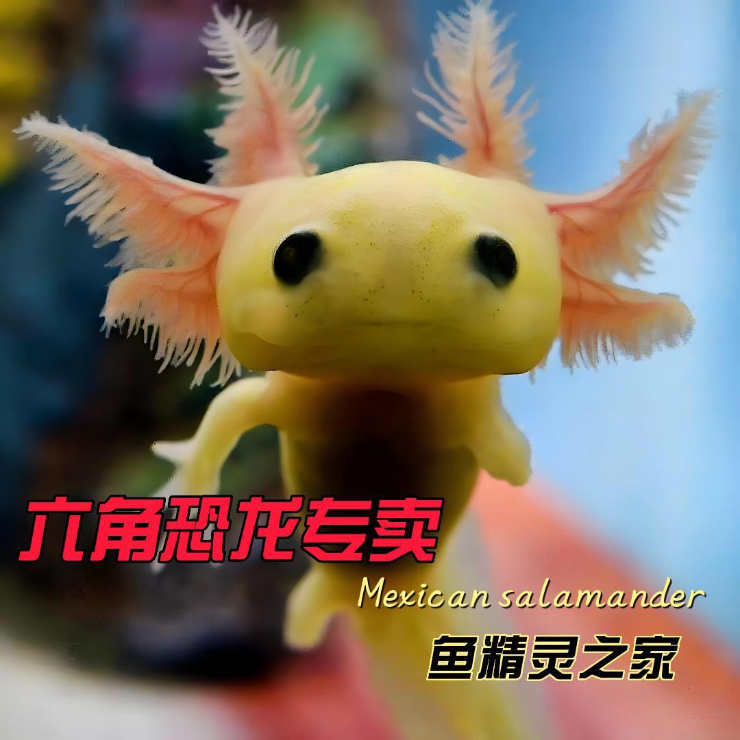 鱼精灵之家