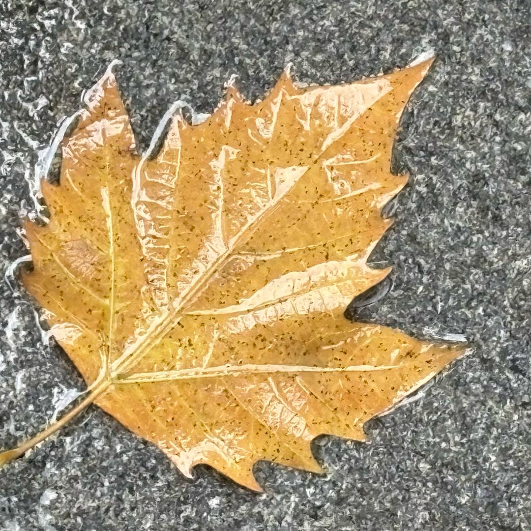 autumn