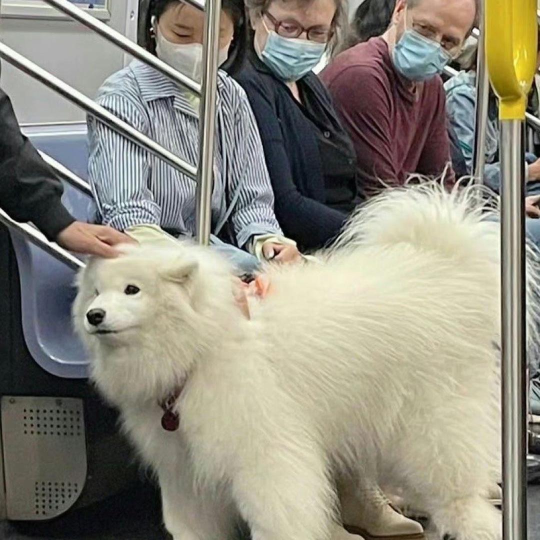 呼啦呼啦