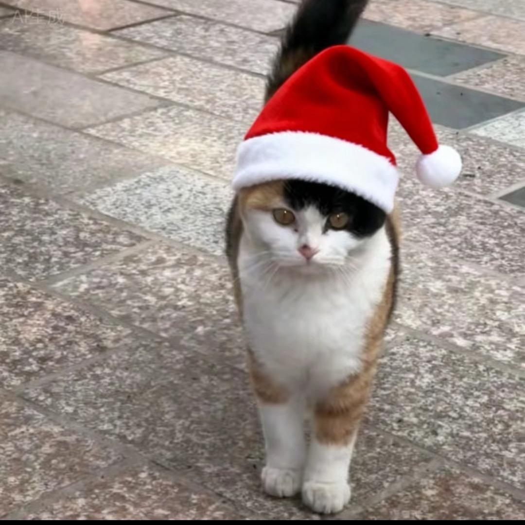 一顿吃八个汉堡