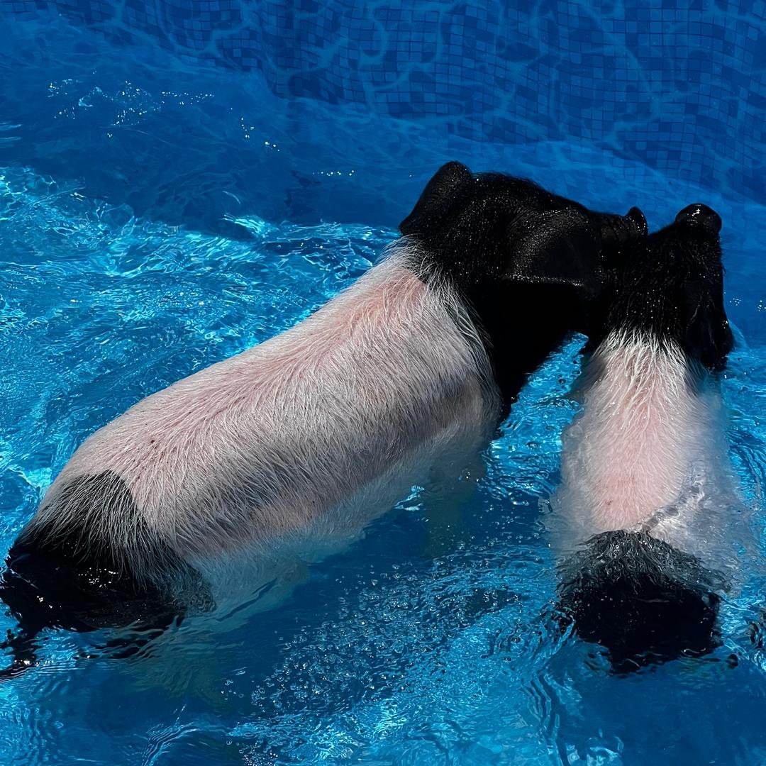 熊猫猪猪小猪表演小鱼