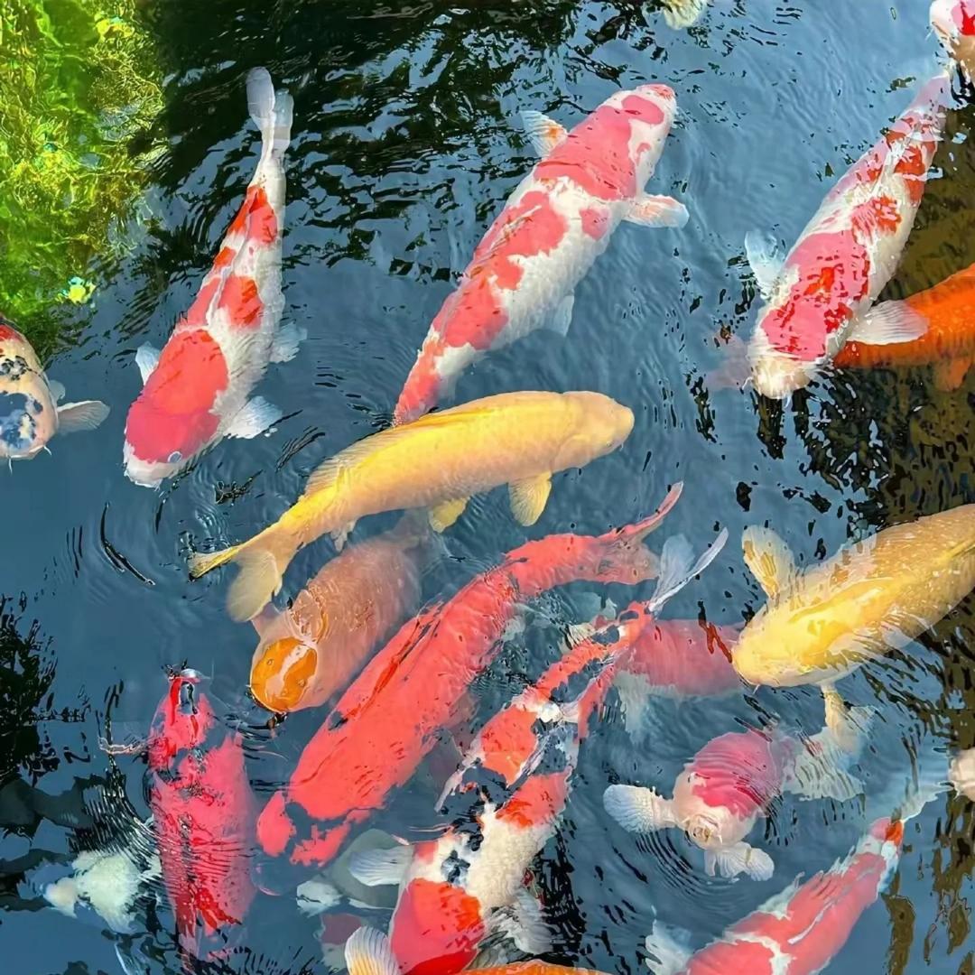 跃鳞锦鲤鱼场