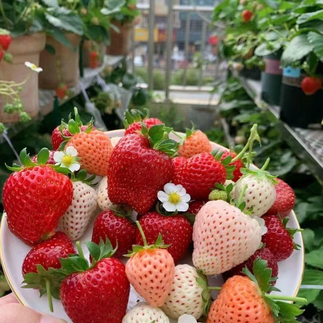 亿亩田苗圃基地