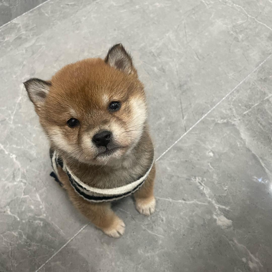 柴宝钱多多🐕
