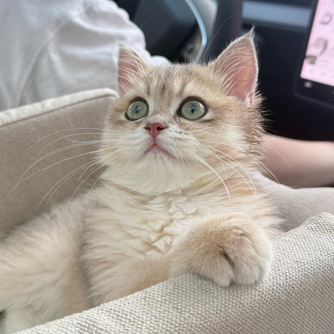 牛肉丸爱睡觉💤