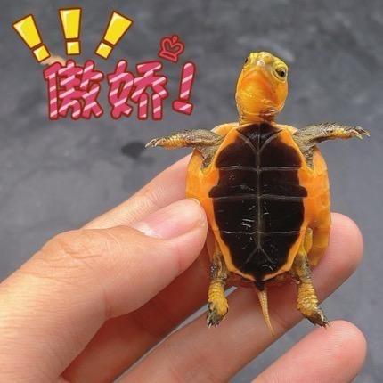 啾啾龟宝黄缘批发部
