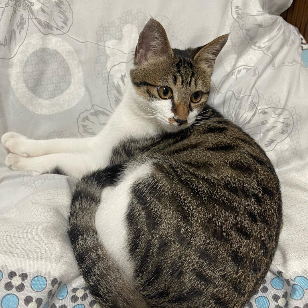 狸花炉石（无敌圣契骑）