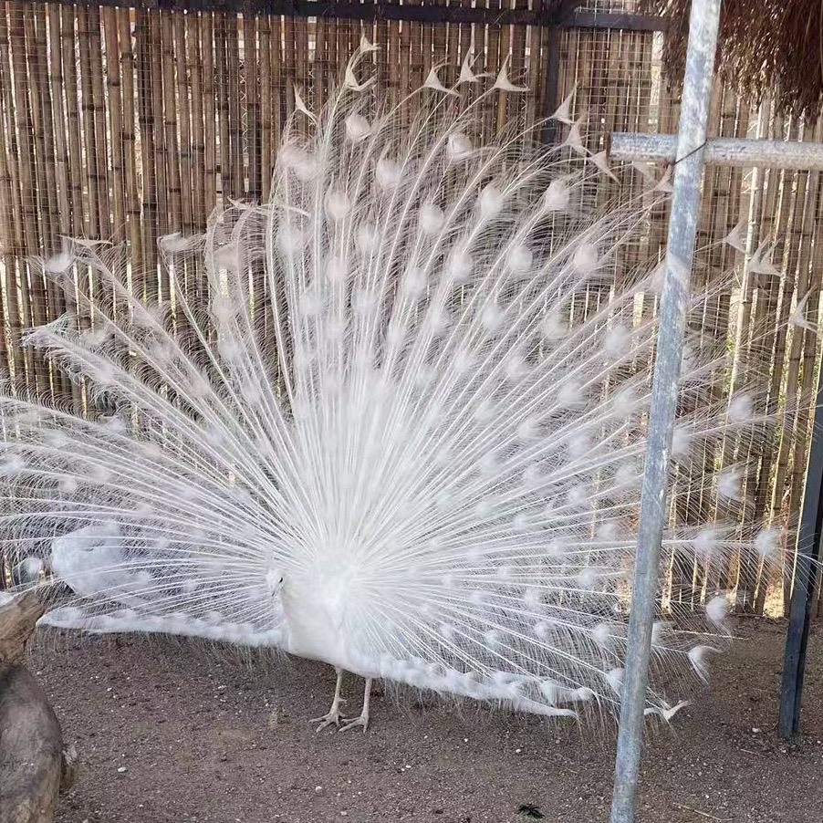 🌈白羽姬🦚