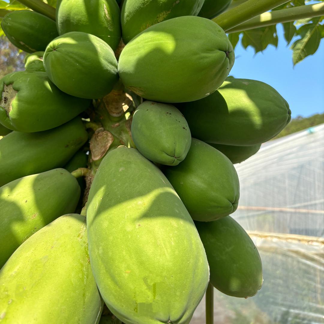 专注大青苗培育