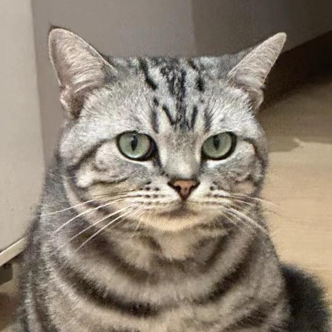 这只money不太冷😺
