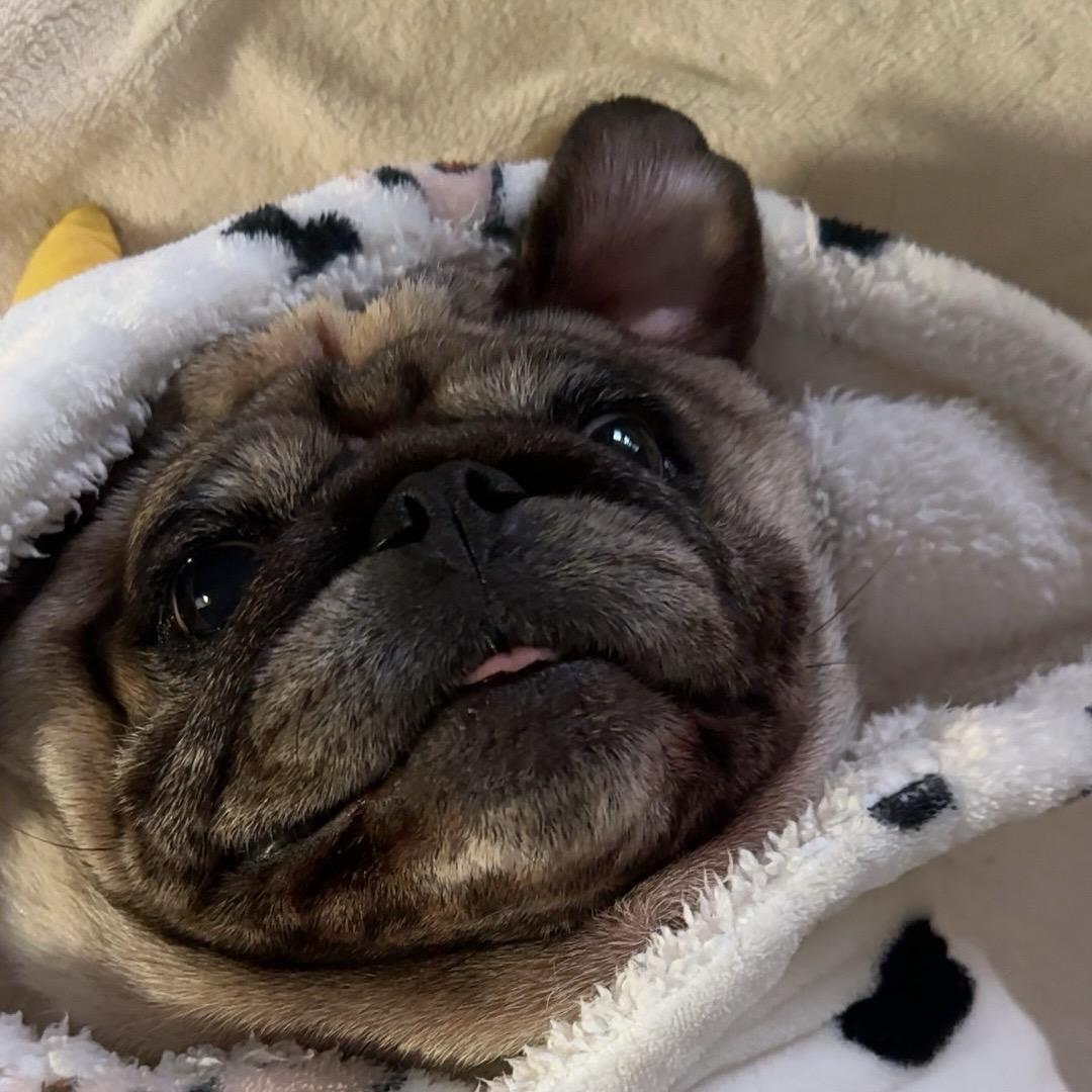 🌈小倪的旺财😬