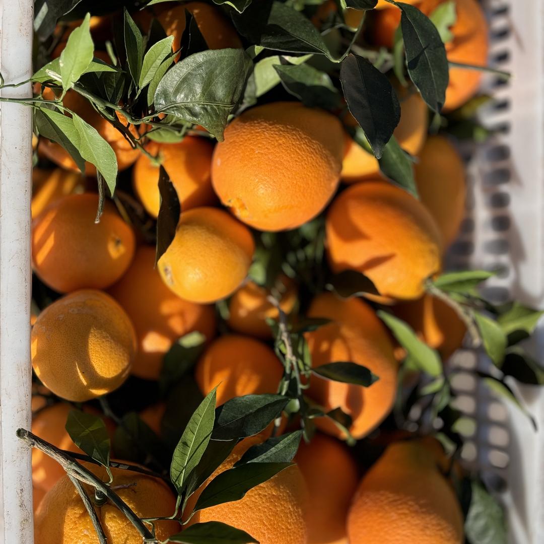 恩橙农产品经营部