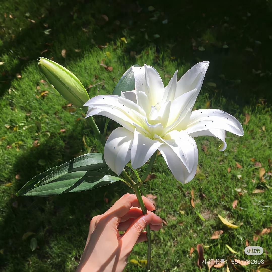 拾鱼不美