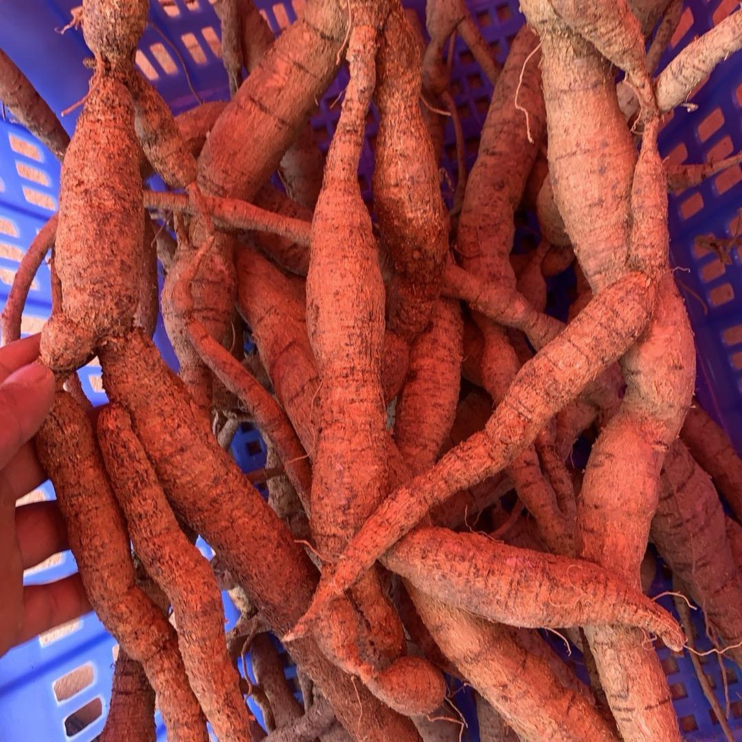山佬牛牛