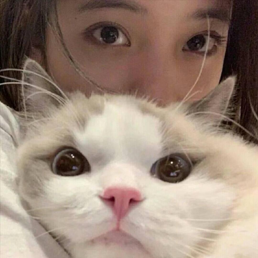 猫猫爱吃零食