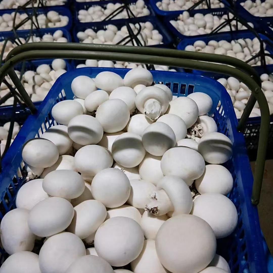 远发食用菌