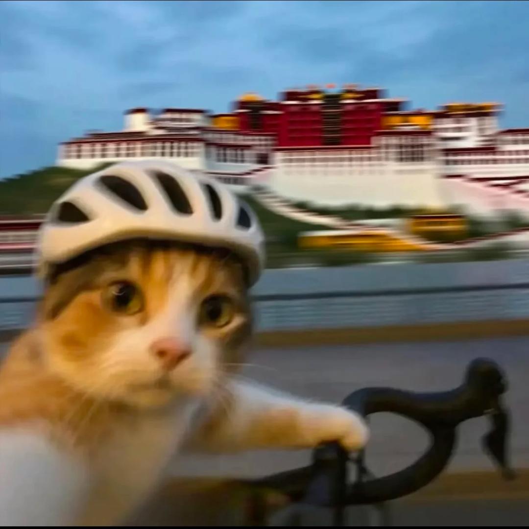 王哪跑