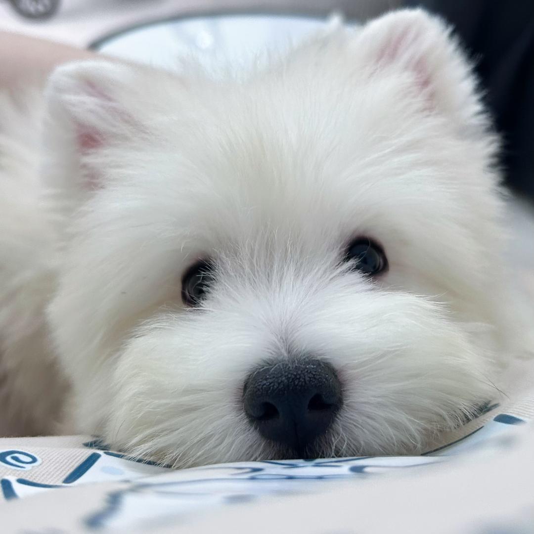 爱满仓犬业西高地