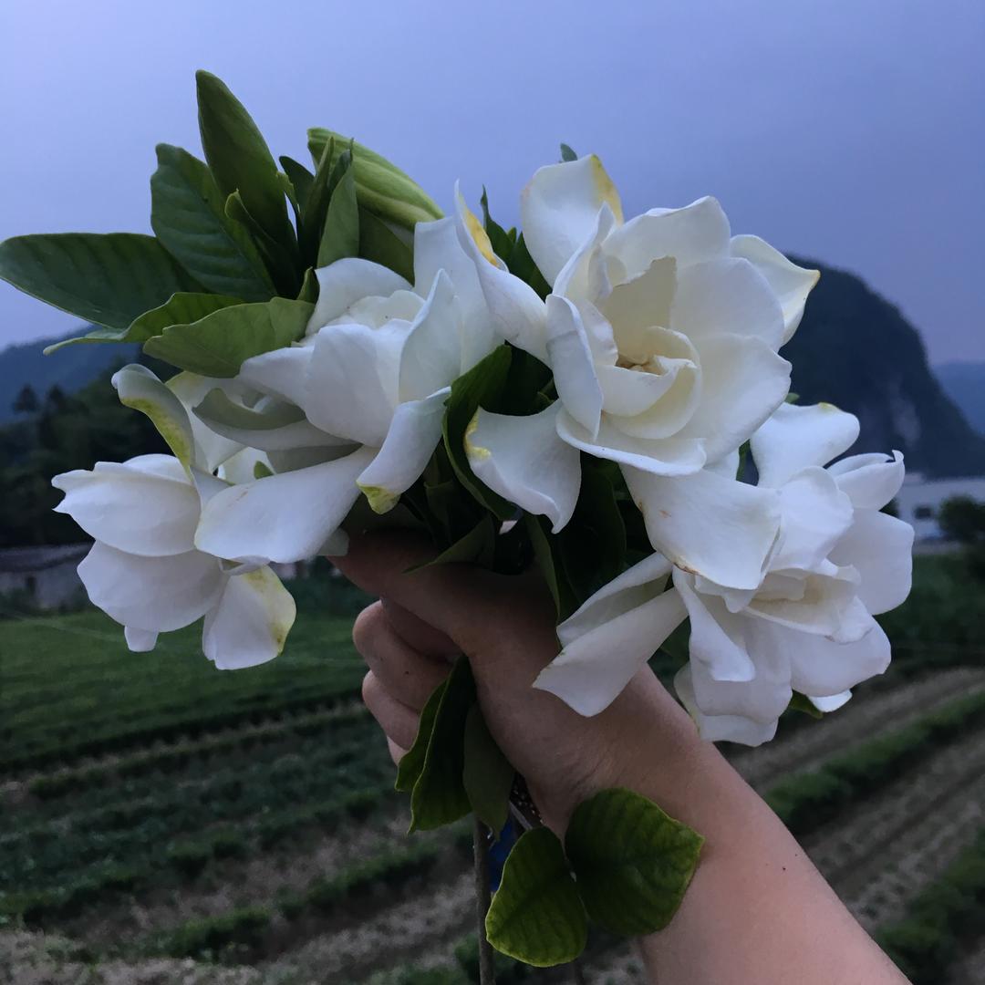 你若安好，便是晴天