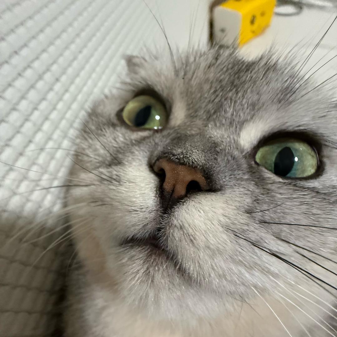 大笨猫