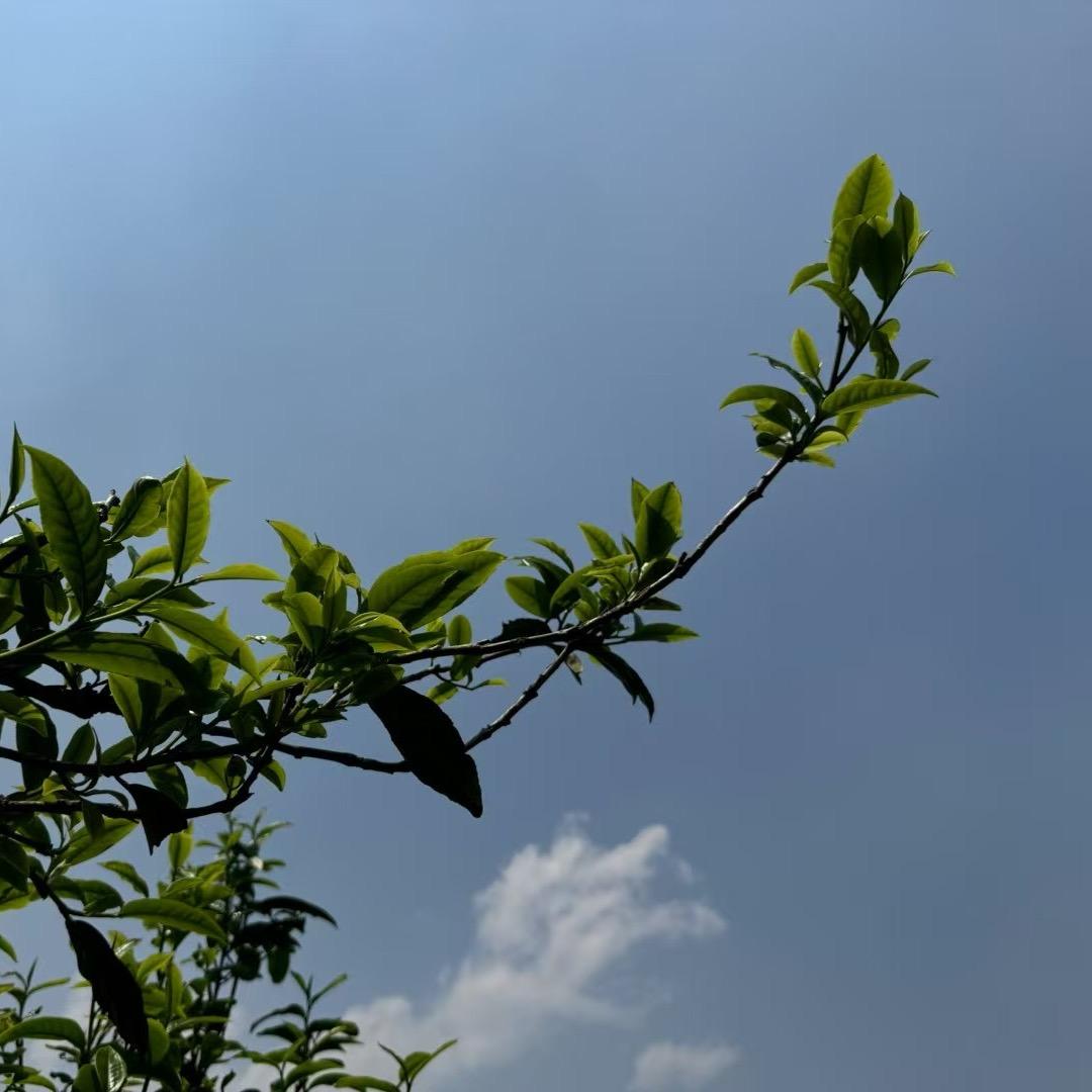 麦青古树茶
