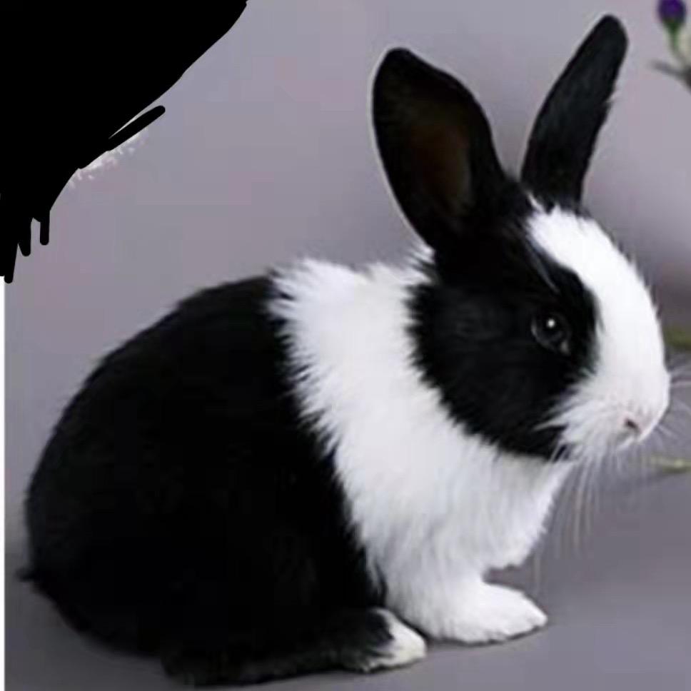 🐰黑白兔🐰小号