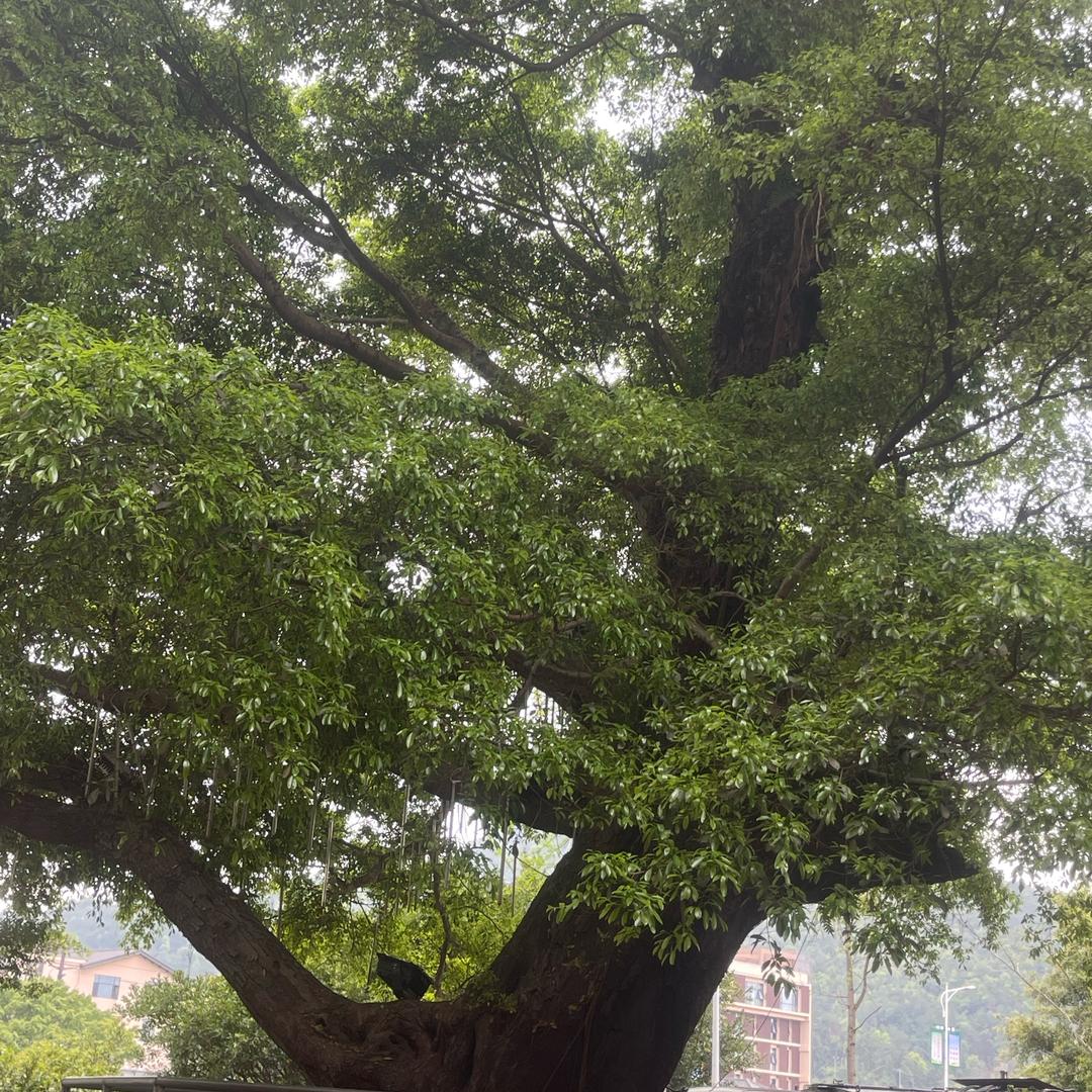 会昌榕青小吃