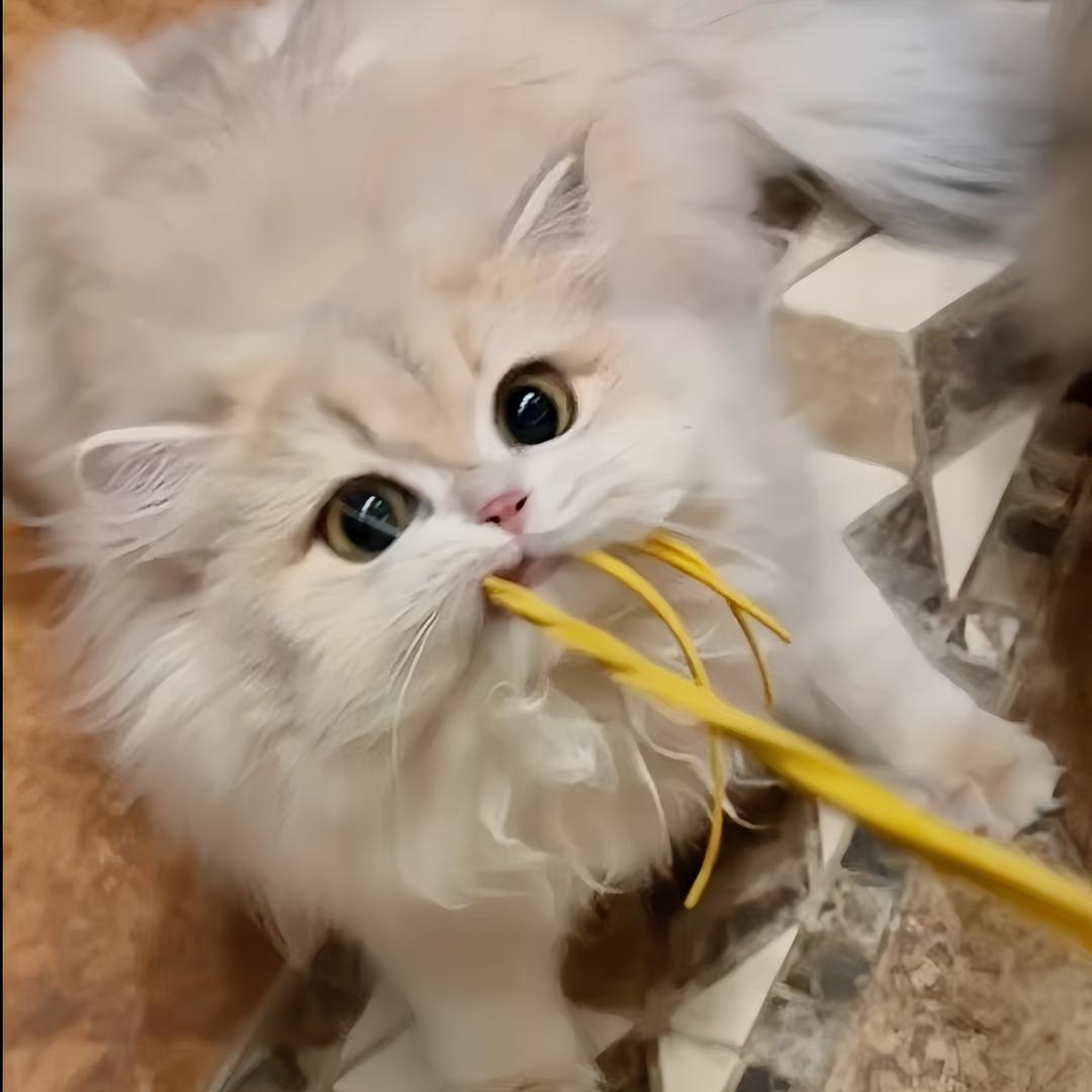 竹子也夺笋