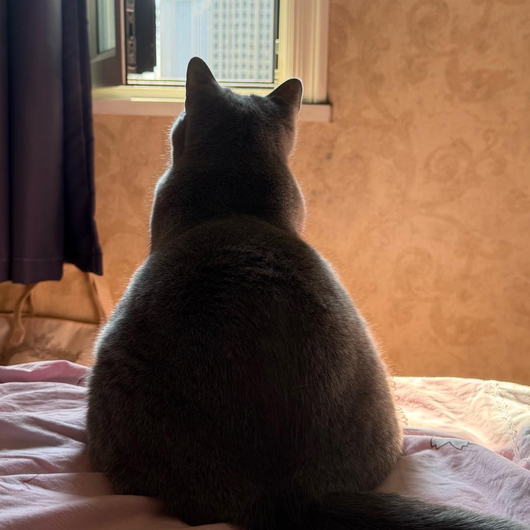 布丁🐱 Yaoᴗoಣ